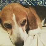 oliver wheeler - @_olivers_life_ - Instagram