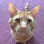 Oliver Savage Whitlock - @oliversavagewhitlock - Instagram