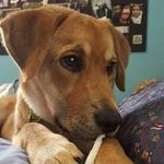 Oliver Whitlock - @oliver_thefuzz_ - Instagram