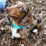 Oliver Wiggins - @olliethedachshundboy - Instagram