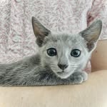 Oliver Wilding - @olivertheblueboy - Instagram