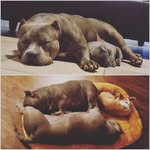 Oliver Williams - @blockbustabullies2 - Instagram