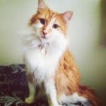 Oliver Windle Binx - @oliverthemainecoon - Instagram