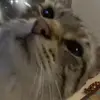 Ollie - @oliverwisee - TikTok