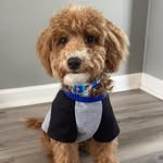 Oliver Teddy Wolfe - @oliverteddywolfe - Instagram