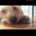 Oliver Bo Bo Benji Workman - @oliver.workman5 - Instagram