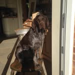 Ollie - @oliveryeo - Instagram