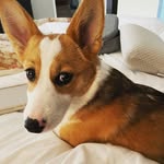 Oliver Yoder McKenney - @my_corgi_named_oliver - Instagram