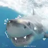 🦈 Via ✝️ - @olivia.allan05 - TikTok