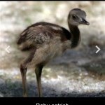 Olivia - @olivia_arndt_ostrich_rock - Instagram