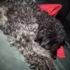 Olivia Ayala - @hamstergirl4532 - TikTok