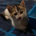 oliviaBaba - @oliviababa21 - Instagram