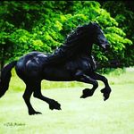 Olivia Bain - @liv_love_horses - Instagram