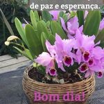 Olivia Lopes Barone - @olivialopesbarone - Instagram