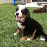 Olivia - @olivia_the_berner - Instagram