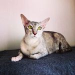 Olivia-Patricia Brewster - @olivka_brubru - Instagram
