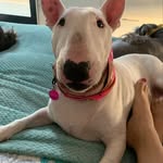 🎈🧸𝓽𝓱𝓮 𝓸𝓵𝓲𝓿𝓲𝓪 𝓫𝓻𝓸𝓽𝓱𝓮𝓻𝓼🧸🎈 - @dog_family_of_bogota__ - Instagram