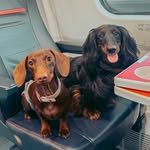 ARTURO E OLIVIA | BASSOTTI FOTOMODELLI - @arturolivia_thebassbrothers - Instagram