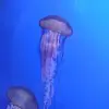 Jelly fish - @oliviabunn3 - TikTok