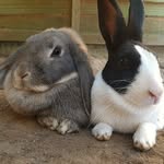 🐾luna and olivia🐾 - @luna_olivia_bunnies - Instagram