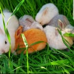 Olivia , Peter and Bunny🐰🥕🥬 - @olivia.bunny.peter.the.rabbit - Instagram