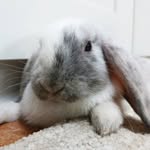 Olivia - @olivia.bunnyrabbit - Instagram
