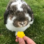 Olivia - @olivia_bunni_123 - Instagram