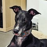 Olivia - Call me Liv 🐶 - @liv_the_greyhound - Instagram
