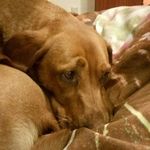 Olivia Callaghan - @livi_duck_animal_lover15 - Instagram
