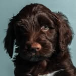 Olívia | Cão d’Água Português (PWD) - @diariosdaolivia - Instagram