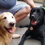 Olívia Cão Guia - @oliviacaoguia - Instagram