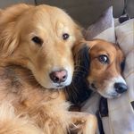 Olívia e Lion - @olivia_caoterapeuta - Instagram
