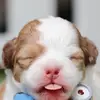 Olivia Cartwright  - @o.cartwright - TikTok