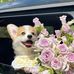 Olivia Chou - Facebook