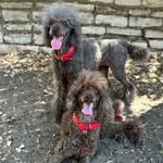 Olivia 🤎 & Coco 🩶 - @theymightbepoodles - Instagram