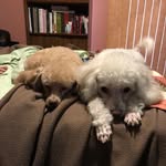 Olivia & Coco - @we.are.coco.and.olivia - Instagram