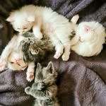 Olivia+Theo=Alana,Alma,Baloo,Bruno,Coco➕️Pompom,Mofly,Grey,Punta - @misgatitosfelices - Instagram