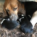 Olivia Compton - @beagle.rescuer - Instagram