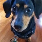 Olivia Conlon - @livy_doxie - Instagram