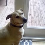 Olivia conte - @oliviathegoldenpitbull - Instagram