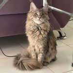 Olivia Pope Zorro Cheetara Nori Mingau - @oliviaandthemainecoons - Instagram