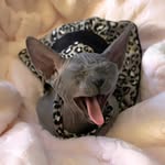 Olivia Coronado - @olivia_thesphynx - Instagram