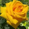 Olivia Cortes - @olivia.cortes51 - TikTok