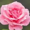 Olivia Cortes - @oliviacortes040 - TikTok