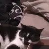 Olivia Cotton - @oliviacotton8 - TikTok