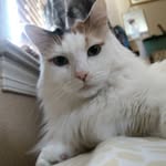 The Lady Olivia - @ladyoliviacromwell - Instagram