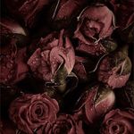 Olivia Dailey - @odianne2002ww - Instagram