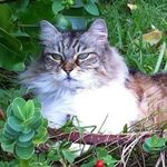 Olivia & Darwin - @gourmand.comme.un.chat - Instagram