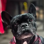 Olivia Jean Denton - @missfrenchie_olivia805 - Instagram