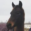 Olivia Devries  - @catman.05.mia - TikTok